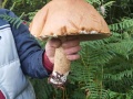 10-hríby-2022